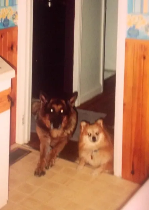 Boss and Murray in the kitchen