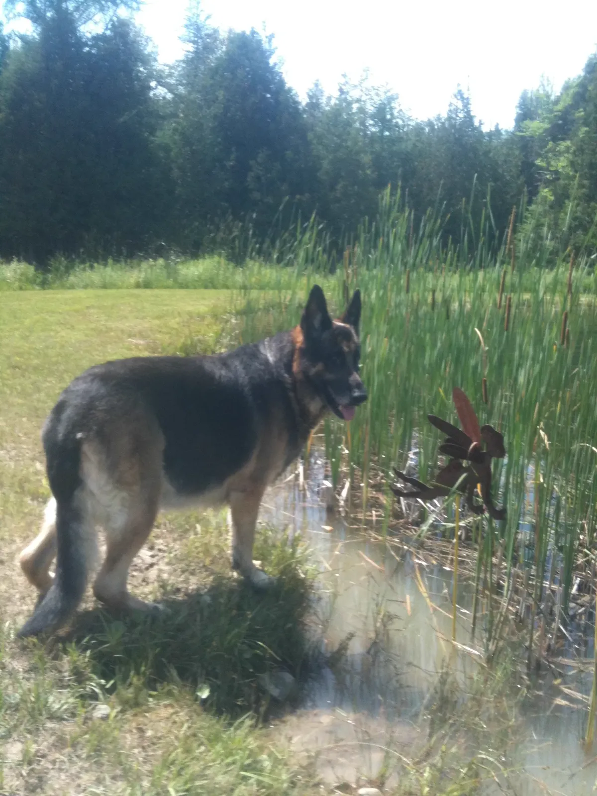 Dog at the pond