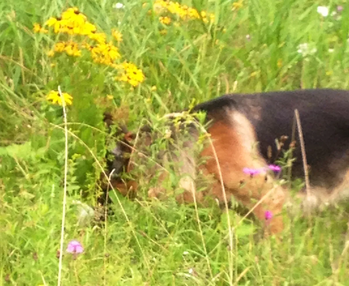 Jake in the wildflowers